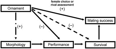 Compensation for a costly ornament depends on the development of flight performance in stalk-eyed flies